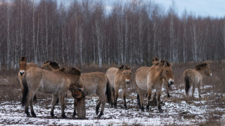 Радиационният фон около АЕЦ Чернобил се е покачил над 20