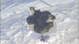  Starlink и за какво сателитните чинии на Илон Мъск притеглят котки и други животни 