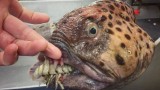  Руснакът, който поства морски чудовища в Instagram 