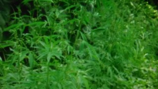 Софиянец отглежда марихуана край пазарджишко село