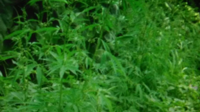 Ферма за марихуана беше разкрита край село Сестримо, Пазарджишко, съобщиха