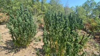 Само за ден полиция и ГДБОП откриха близо тон канабис