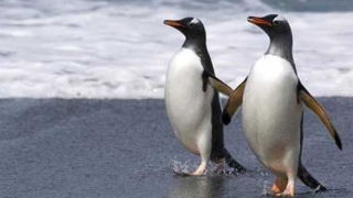 В Русия създадоха най-големия пингвинарий