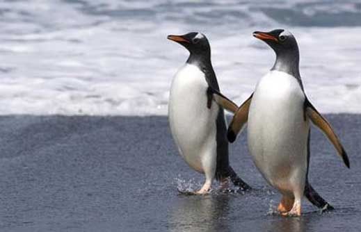 Разделиха гей двойка пингвини