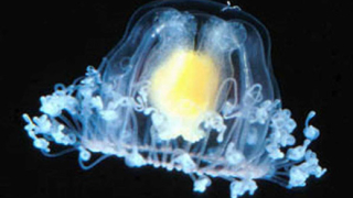 Откриха единственото безсмъртно същество в света