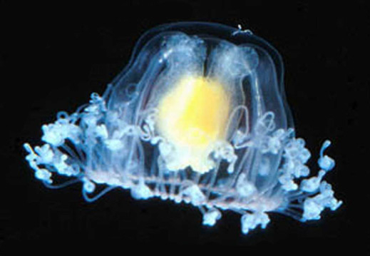 Гигантски медузи атакуват бреговете на Япония