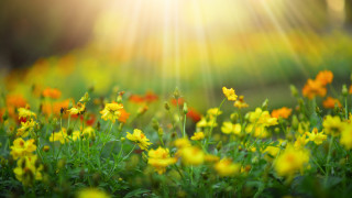 След дългата зима първите слънчеви лъчи предизвикват леко вълнение в