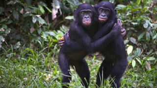 Партньорството между представители на един и същи пол е често