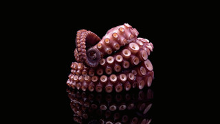 Предложение за създаване на първата в света ферма за октоподи