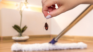 Едва ли бихме попаднали на насекоми и вредители в едно