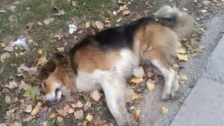 Бум на отровени кучета в Пазарджик
