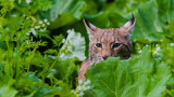 WWF, спадът в популациите на диви животни, докладът „Жива планета“ и кои са застрашените видове в България