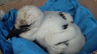 След сигнал на граждани малко бяло щъркелче открито в безпомощно