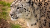 Столичният зоопарк става дом на единствения на Балканите снежен леопард