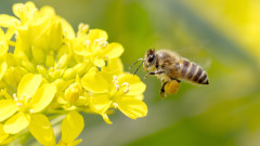 Една крачка напред в спасяването на пчелите