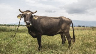 Стадо крави разгневи водачи по международния път Е 79 край Мездра