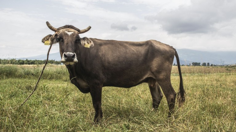 Стадо крави разгневи водачи по международния път Е-79 край Мездра,