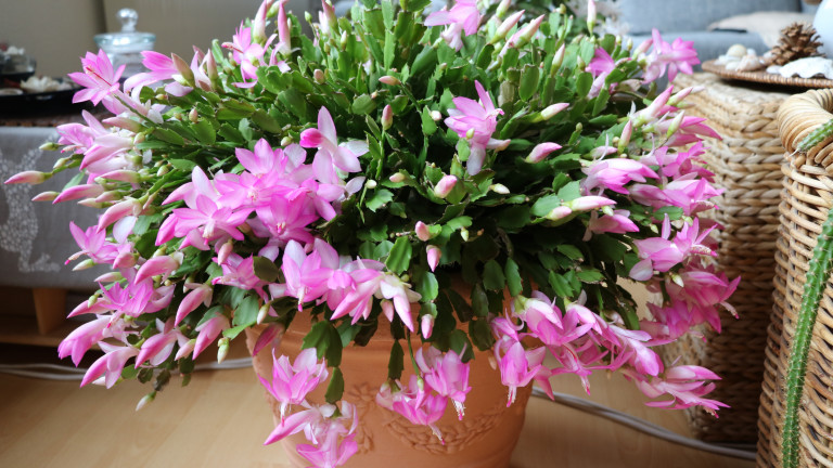 Коледната звезда не е актуална - ето кое цвете ще краси дома ни за Коледа
