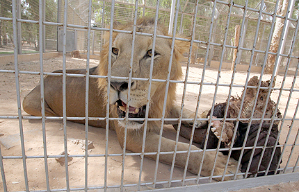 Спасяват животните от зоопарка в Триполи