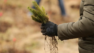 Залесяват крайградските райони на София