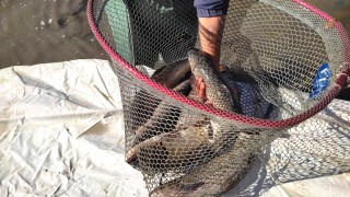 Бетонираният речен ръкав на Тунджа беше зарибен с един тон бял амур