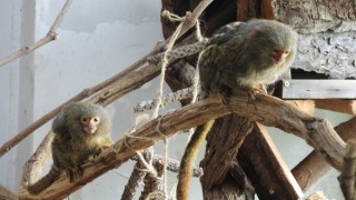 Нов бейби бум в зоопарка в Бургас Родили са се