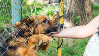 Осиновяват кучета от столичните приюти за да бъдат оправдани излизанията