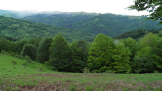 Вековните букови гори в Балкана влизат в световното наследство на ЮНЕСКО