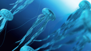 Френската атомна електроцентрала Гравлин най голямата в Западна Европа беше временно