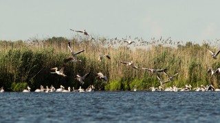 Броят на къдроглавите пеликани в резерват Сребърна нарасна със 100