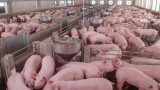  Трупове на свине са открити в дере 