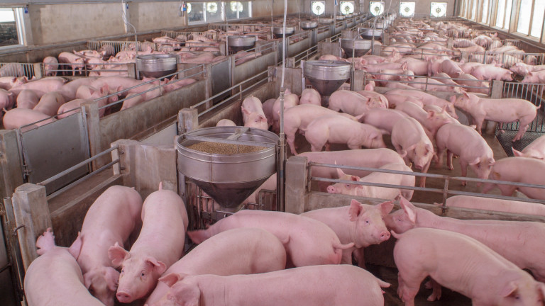 На пазара за свинско месо в ЕС ценовото рали продължава