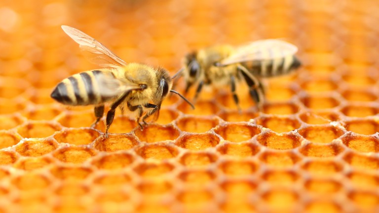 Пчелната отрова като лекарство срещу рак