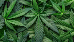 Разкриха нива за отглеждане на марихуана край Пазарджик