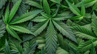 Полицейски служители разкриха оранжерия за марихуана маскирана като обикновена в