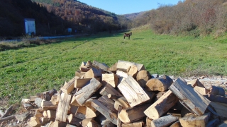 Хванаха над 35 кубика незаконна дървесина във Велико Търново