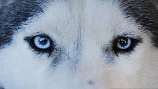 Домашно куче откри изчезнала жена в безпомощно състояние в бургаския