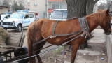  25-годишен открадна кон и каруца в Монтанско и се прибра вкъщи 