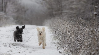 Рекорден брой кучета са осиновени миналата година от общинския приют