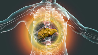 Световната здравна организация СЗО препоръча удвояване на акцизите върху алкохола