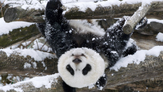 Почина най-старата мъжка панда в света