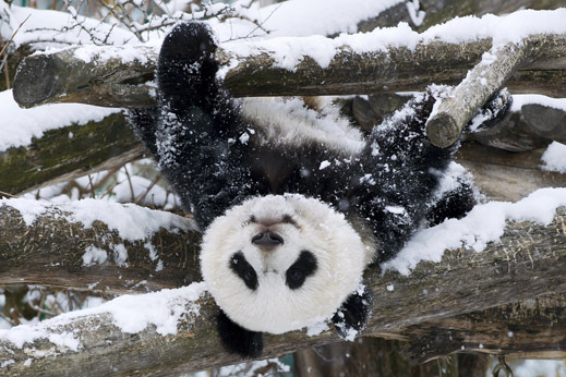 Пандата Фу Ху посрещна първия сняг във Виена