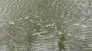 Извършват се проверки от служители на сектор Рибарство и контрол