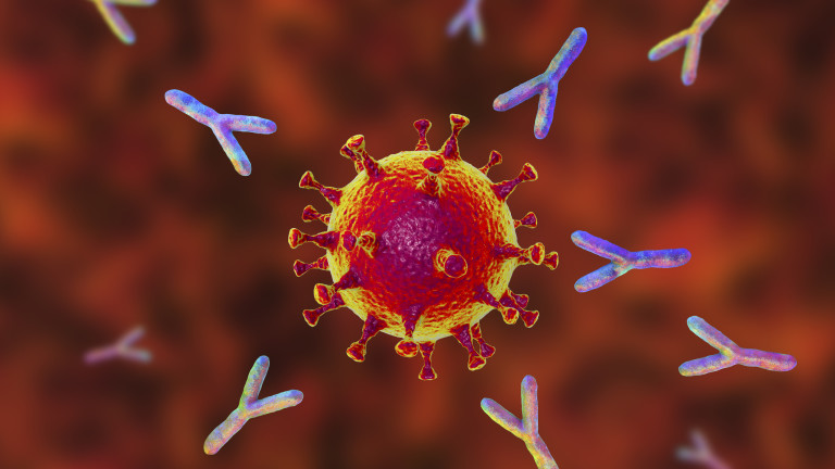 Антитела - и при хора, които не са боледували от коронавирус