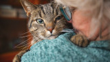 Домашните любимци, които също страдат от деменция