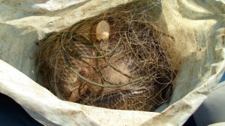 Над 10 тона риба от бракониери конфискували през 2018 г.