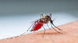  Гугъл бори комарите с изкуствен интелект 