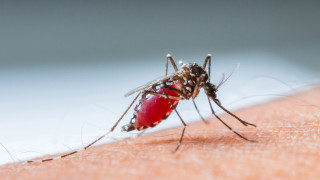 Защо комарите хапят едни хора повече от други
