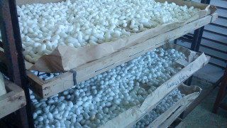 Опитната станция по бубарство и земеделие ОСБЗ във Враца съхранява