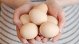 Птичият грип и войната в Украйна качват цената на яйцата в Европа
